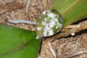 Images of Mealybugs on Orchids