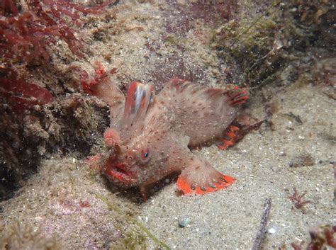 Red_227 - Handfish Conservation Project