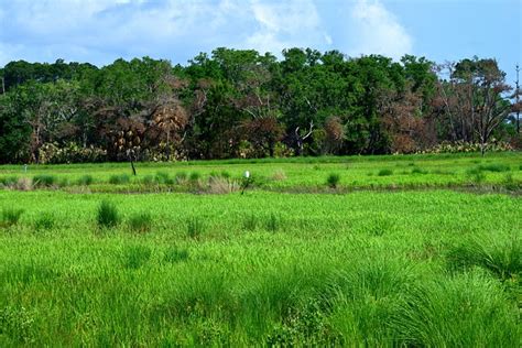 Wetland Marsh Swamp Free Photo On Pixabay Pixabay