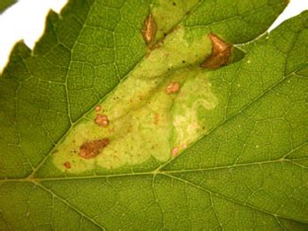 Gallery Phytomyza Heracleana Diptera Agromyzidae In Leaf And Stem