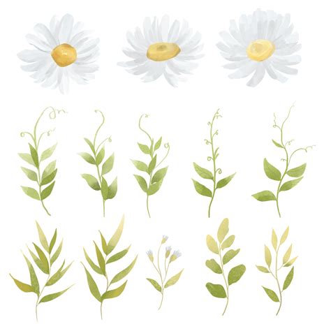 Daisy Flower Watercolor Png Transparent Beautiful White Daisy Flower