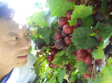 圓葉葡萄跨洋引種成功，不屬「真葡萄」但獨具抗癌物，還釀成美酒開我國南方葡萄酒先河 每日頭條