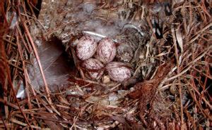 Great Crested Flycatcher: Nest and Eggs - Avian Report