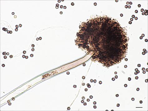 Pin en aspergillus