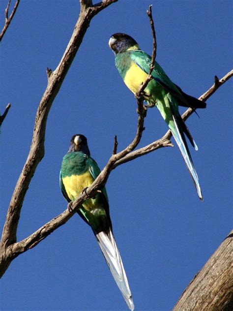 Parrot Encyclopedia | Australian Ringneck | World Parrot Trust