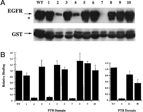 Mutations In The Ptb Domain Of Shcc Altered The Binding To The