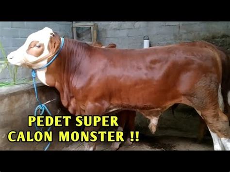 Stok Pedet Super Calon Jumbo Wa Youtube