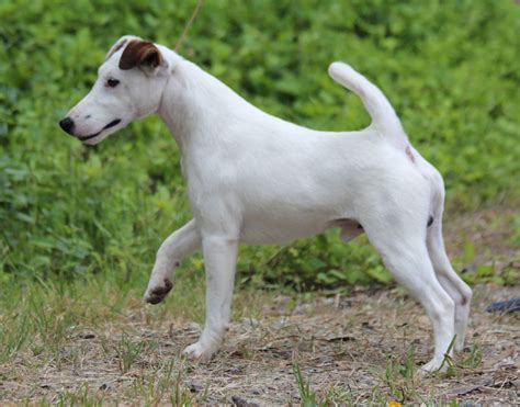 Smooth Fox Terrier Breed Guide Learn About The Smooth Fox Terrier