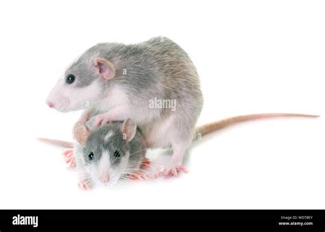 Such As Mice Hi Res Stock Photography And Images Alamy