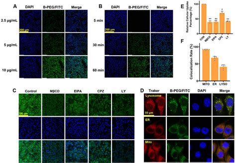 Analysis Of B Peg Fitc Uptake And Intracellular Trafficking In T