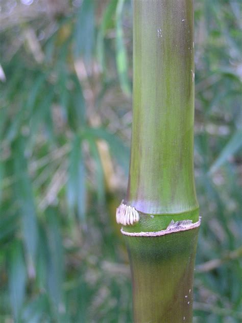 Glossary of Bamboo Terms - Bamboo Sourcery Nursery & Gardens