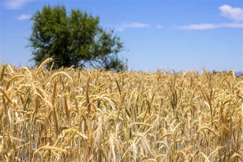 Barley Cultivation Fields Ready To Harvest Stock Photo - Image of ...