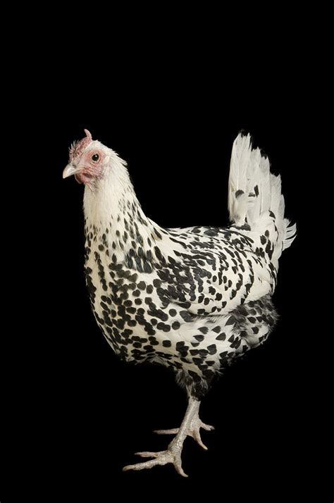 A Silver Spangled Hamburg Chicken Photograph By Joel Sartore