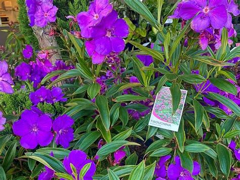 Tibouchina Lepidota Alstonville Wholesale Nursery Nurseries In