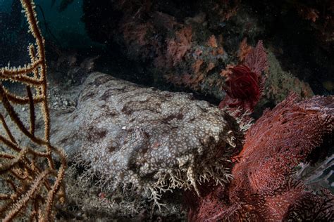 Tasselled Wobbegong Shark - American Oceans