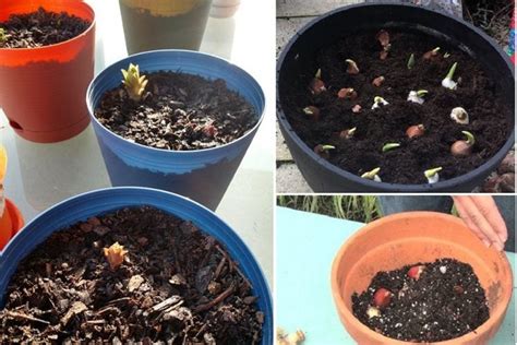 11 Best Winter Greenhouse Plants That Survive Cold Weather