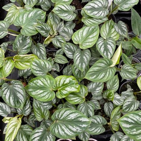 Philodendron Silver Cloud Quilted Silver Leaf Philodendron 45