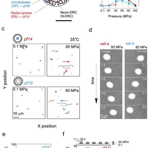 Flagella Of Chlamydomonas Paralyzed Flagella Pf Mutants Beat At High