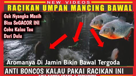 Racikan Umpan Bawal Anti Boncoz Paling Jitu Untuk Mancing Harian Malam