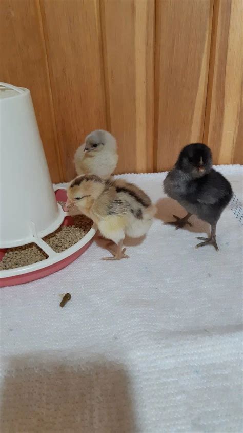 Купить куры-несушки - Куры молодки по низким ценам от птицефабрики 🐔 ...