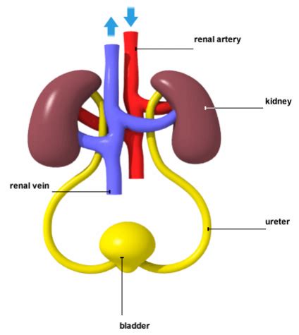 Kidney function - boxerJKD.com