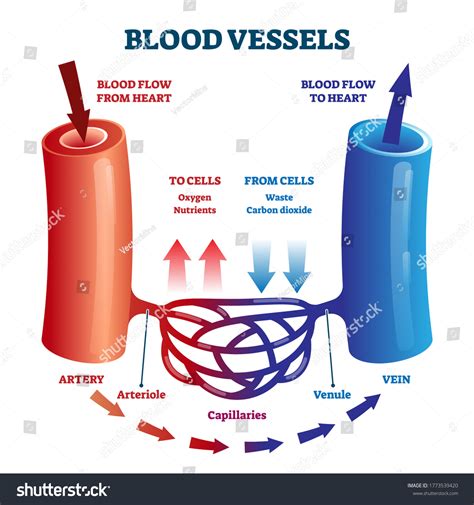 Artery And Vein: Over 19,469 Royalty-Free Licensable Stock Vectors ...