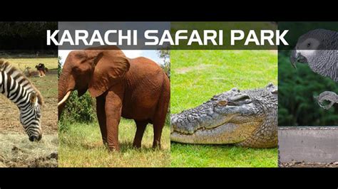 Safari Park Karachi Visit Safari Park Karachi Safari Park Karachi