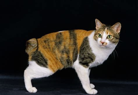 10 Short Tail Cat Breeds (With Info & Pictures) | Hepper
