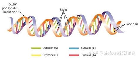 DNA的碱基配对规则是什么 知乎