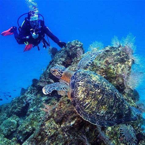 Marino Ballena Scuba Diving Tour Costa Rica Dive And Surf