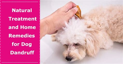 Natural Treatment and Home Remedies for Dandruff in Dogs - PetXU