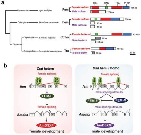 Jdb Free Full Text In Vitro Comparison Of Sex Specific Splicing