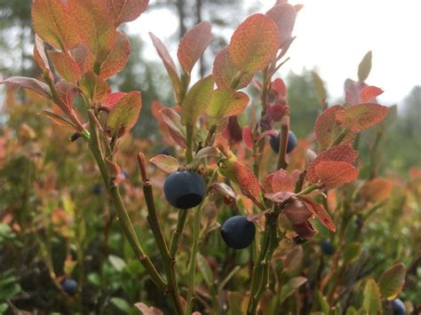 Blueberries are the superfood of Finland