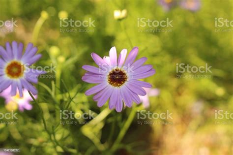 Blue Swan River Daisy Flower Brachyscome Iberidifolia Stock Photo