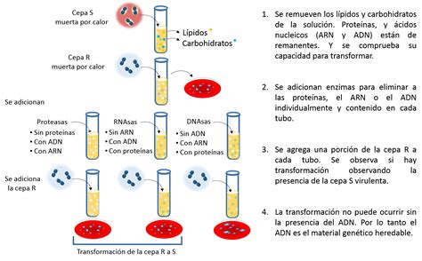 Adn Conceptos Básicos Y Aplicaciones Conogasi