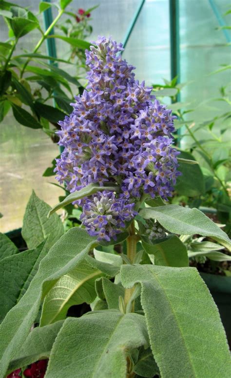 The Buddleja Garden - My Species