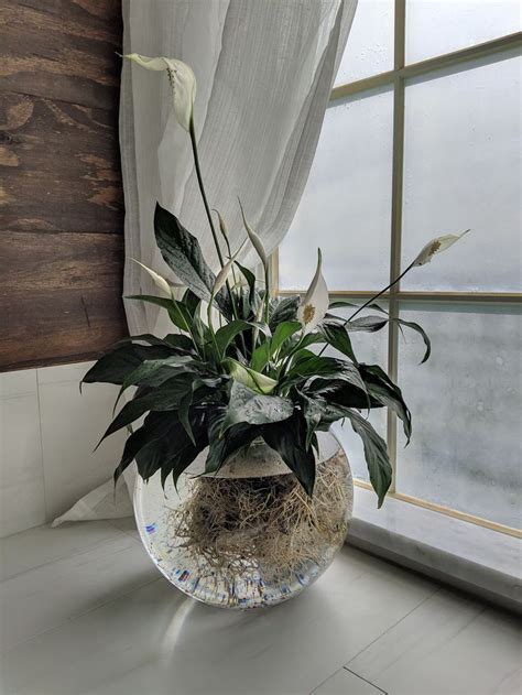 Peace Lily In Water