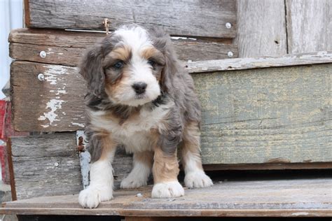 Female Merle Bernedoodle