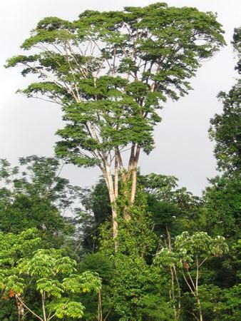 Амарант (Purpleheart), дерево амарант, древесина амарант