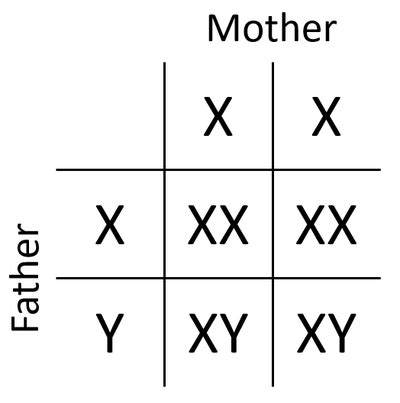 Sex Determination Punnett Square Hot Sex Picture