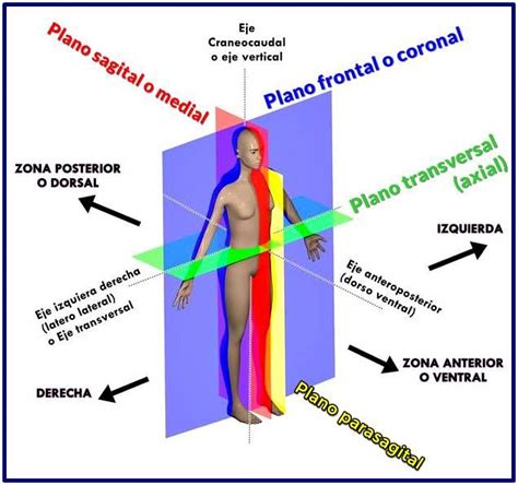 Planos Anatómicos Humanos Con Sus Ejes Medical Anatomy Anatomy And