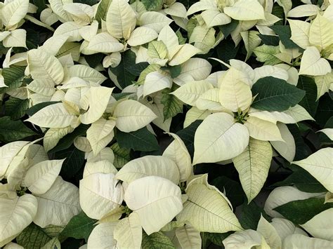 Poinsettia Varieties And Sizes Michaels Greenhouses