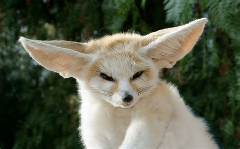 Majestic Fennec Fox Hd Wallpaper