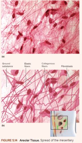 Bio Chapter The Human Tissues Histology Flashcards Quizlet