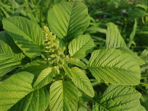 Premium Photo Wild Leafy Edible Amaranthus Spinosus Weed Plant