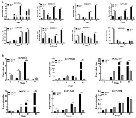 Weighted Gene Co Expression Analysis Network Based Analysis On The