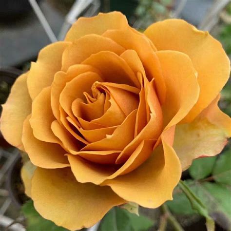 Pine Dream Rose Love Rose