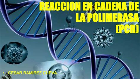 Reacci N De La Cadena Polimerasa Pcr Lab Ppt