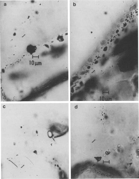 Photomicrographs Of Fluid Inclusions All Inclusions Are In Quartz A