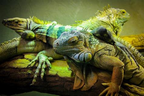 Inspirasi Top Gambar Reptilia